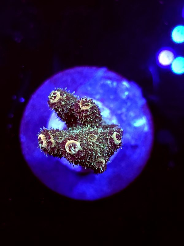 SBB "Fuzzy Inferno" Acro Medium 2+ Branch Colony