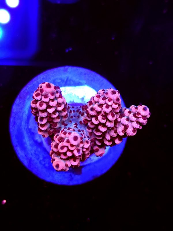 SBB "Fruit Berry" Acro Medium 3 Branch Colony
