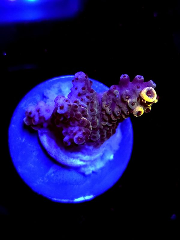 SBB "Bee Hive" Acro Medium 2 Branch Colony