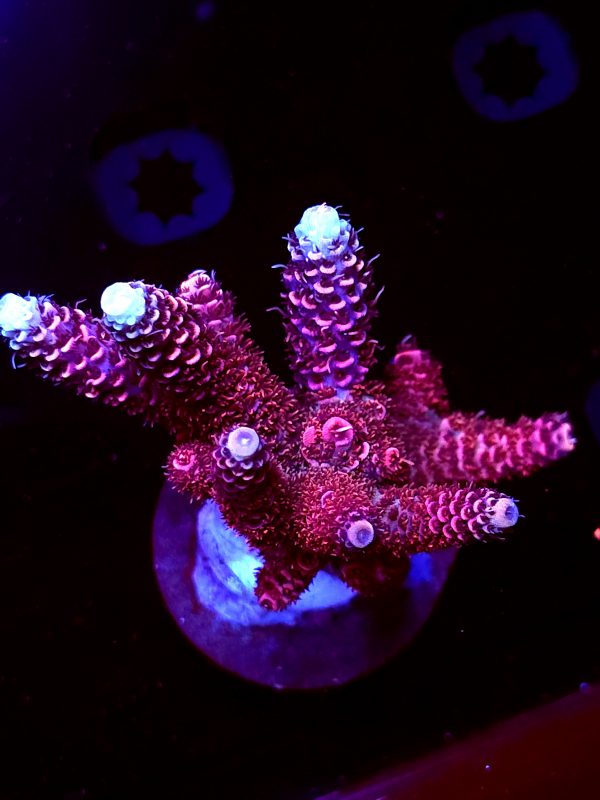 SBB "Fire Flare" Acro Large Multibranch Colony
