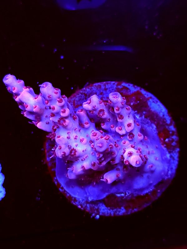 SBB "Gum Yum" Acro Medium Chunky Colony