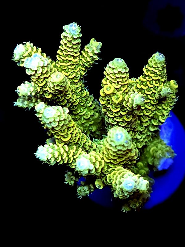 SBB "Citrus Glaze" Acro Large Multibranch Colony