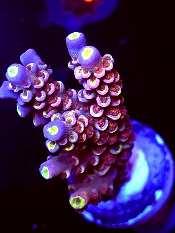 SBB "Plasma Pop" Acro Large Multibranch