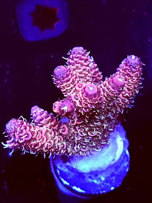 SBB "Double Rainbow" Acro Medium Multibranch