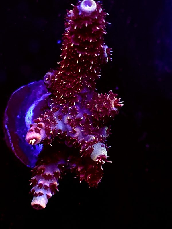 SBB "Fire Dragon" Acro Large Multibranch