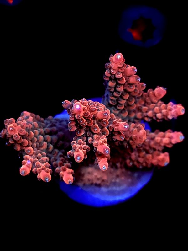 SBB "Afterburner" Acro Large Multibranch Colony