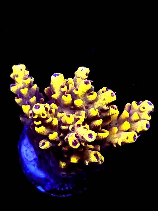 SBB "Bumble Bee" Acro Medium 3 Branch