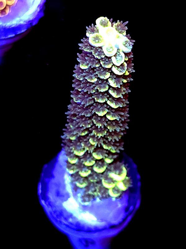 SBB "Hologram" Acro Large