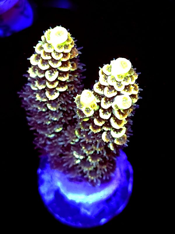 SBB "Hologram" Acro Large 2 Branches