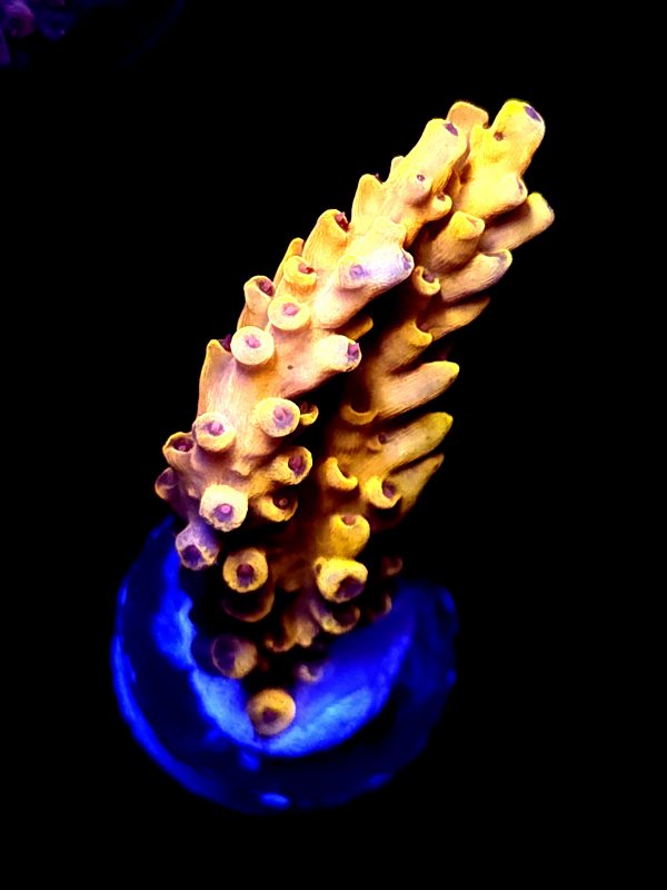 SBB "Pikachu" Acro Medium 2 Branches