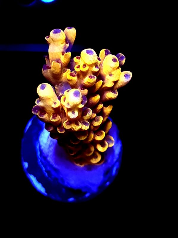 SBB "Pikachu" Acro Medium