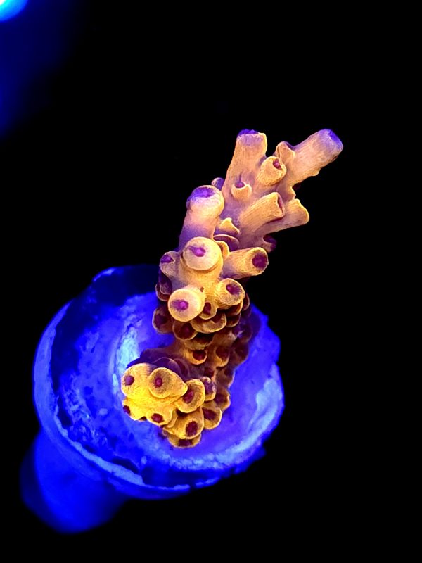 SBB "Pikachu" Acro Small Chunky
