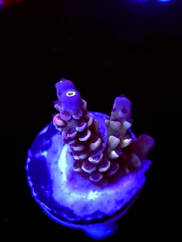 SBB "Grape Glaze" Acro Small