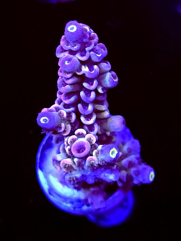 SBB "Grape Glaze" Acro Medium