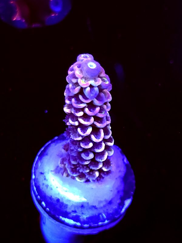 SBB "Grape Glaze" Acro Medium