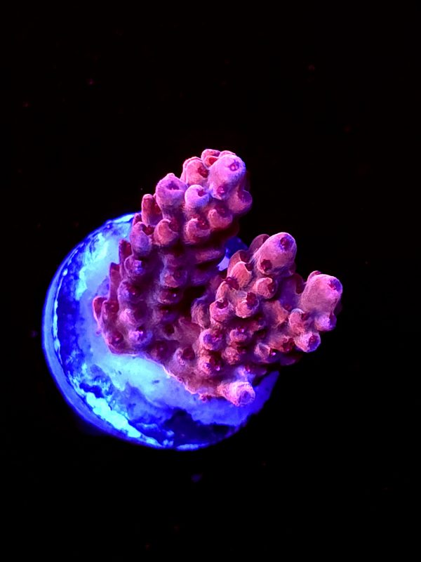SBB "Red Razz" Acro Small Chunk