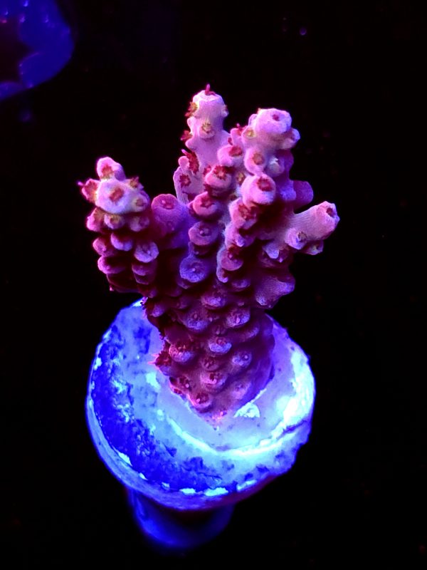 SBB "Red Razz" Acro Medium