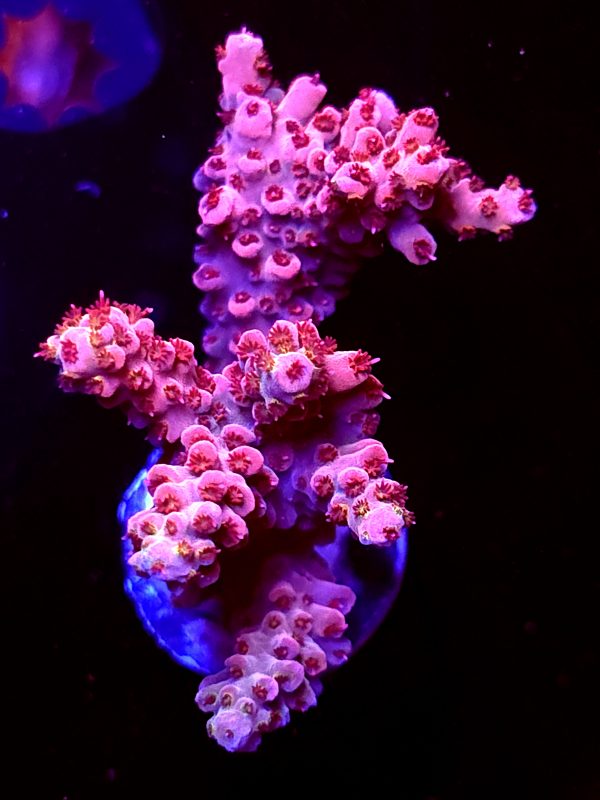 SBB "Red Razz" Acro Large Multibranches