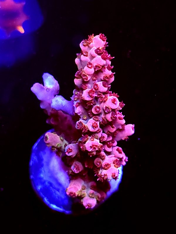 SBB "Red Razz" Acro Medium