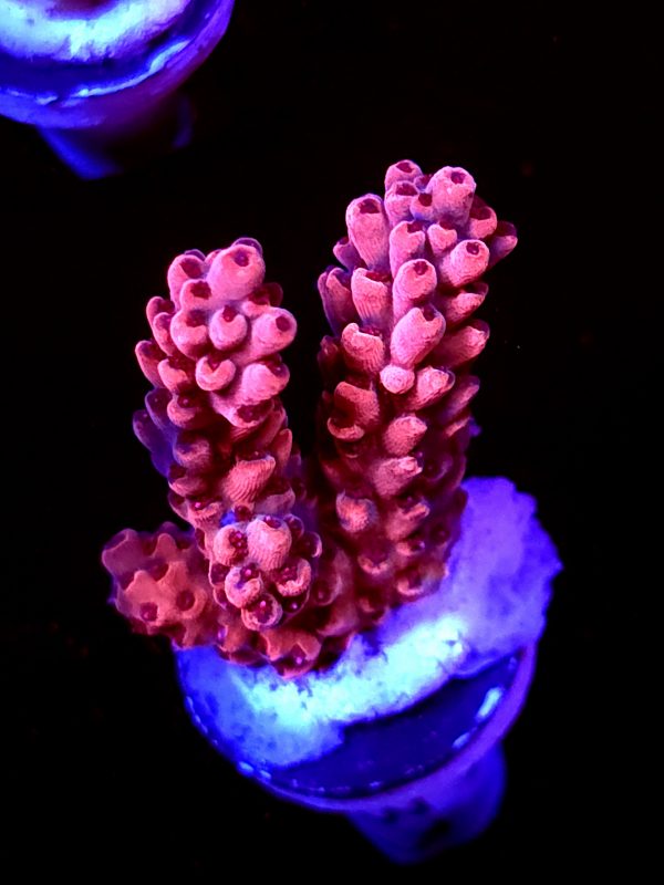 SBB "Red Razz" Acro Medium 2 Branches