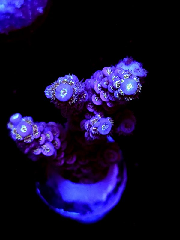 SBB "Mystery Signature" Acro Large Multibranches