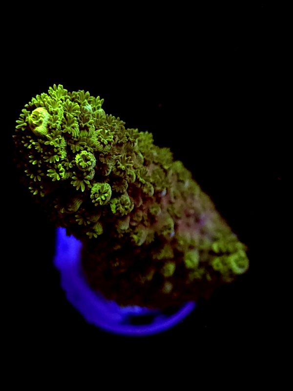SBB "Green Tron" Acro Large