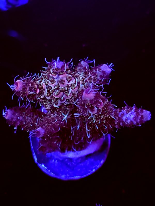 SBB "Double Rainbow" Acro Small Multibranch