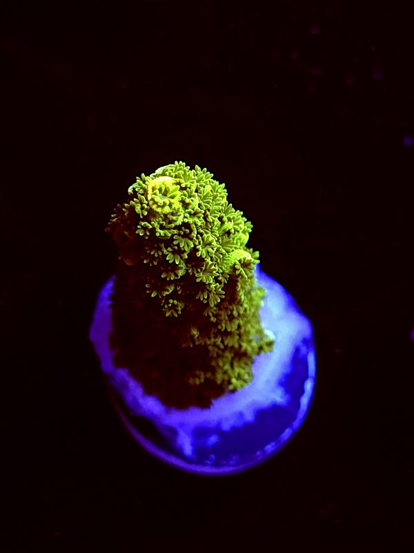 SBB "Green Tron" Acro Medium
