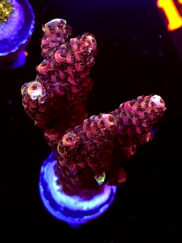 SBB "Violet Rage" Acro Large Multibranches