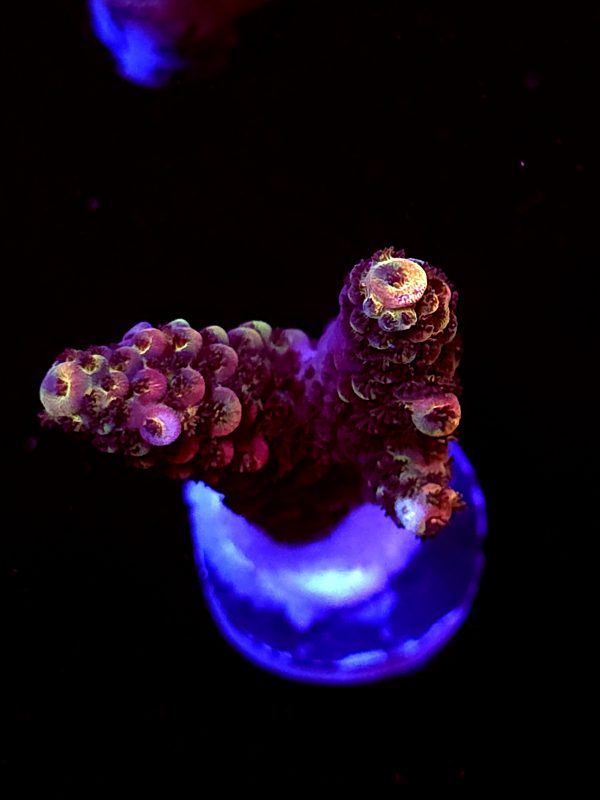 SBB "Violet Rage" Acro Large 2 Branches