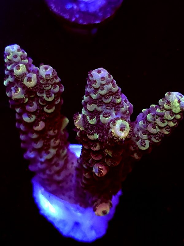 SBB "Violet Rage" Acro Large 2 Branches