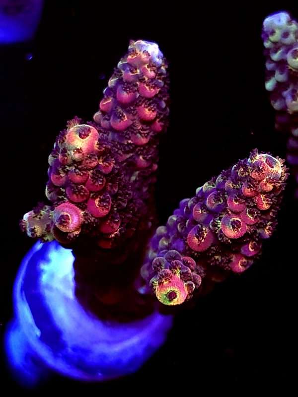 SBB "Violet Rage" Acro Large 3 Branches