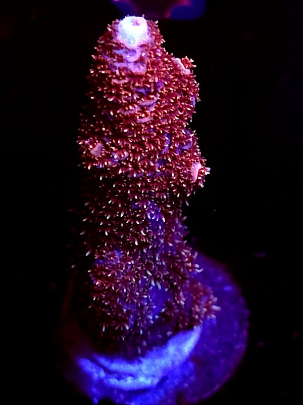 SBB "Scarlet Relic" Acro Large