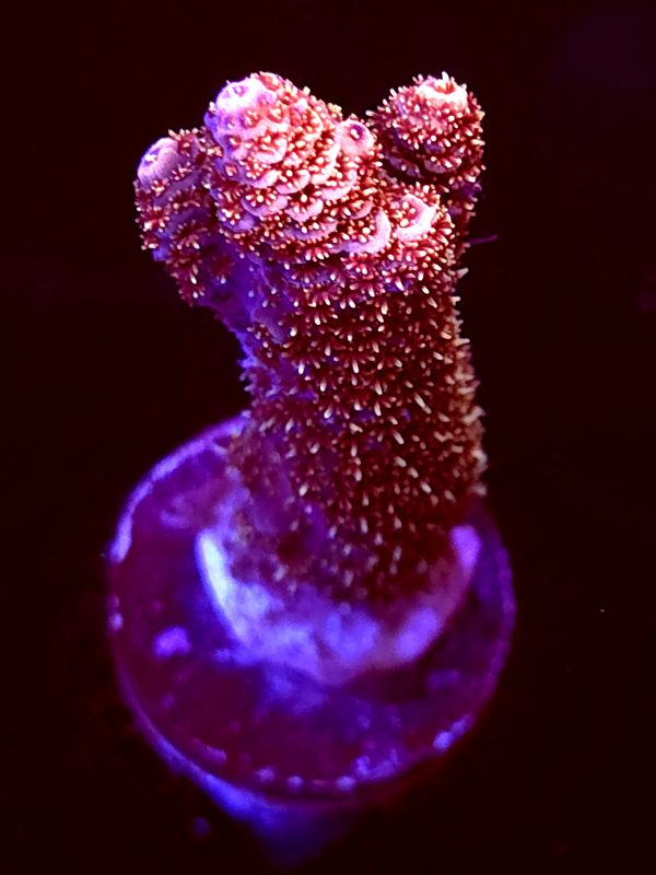 SBB "Scarlet Relic" Acro Large