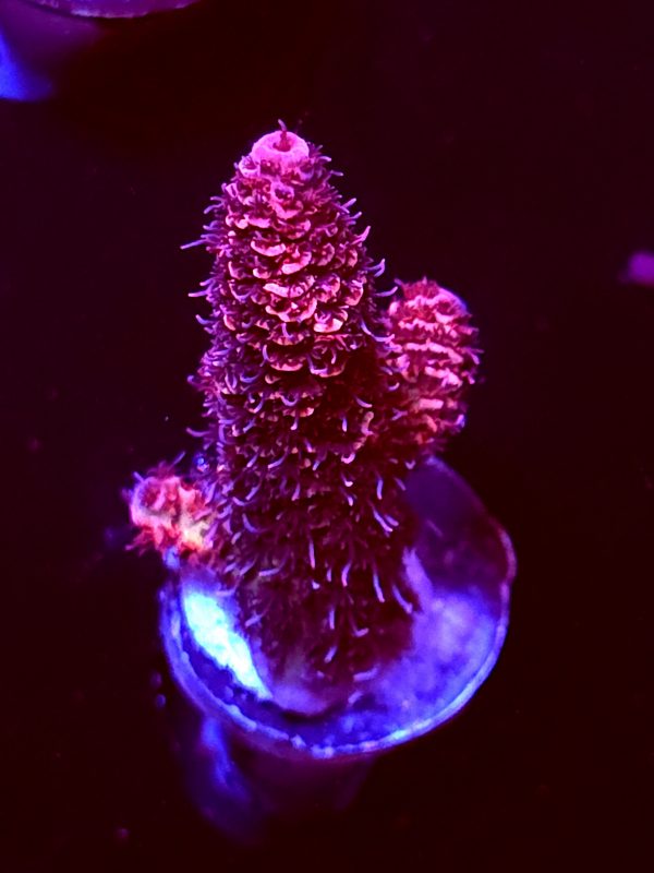 SBB "Fire Orchid" Acro Medium