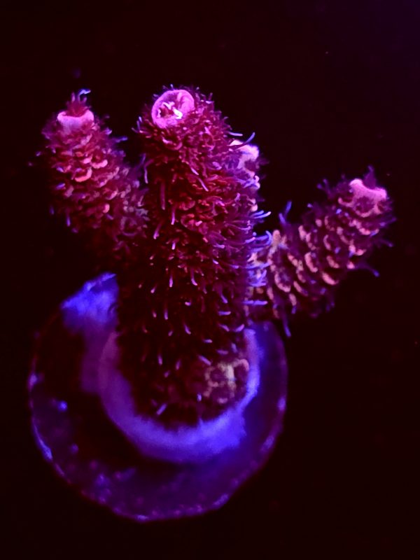 SBB "Fire Orchid" Acro Medium 1+ Branches