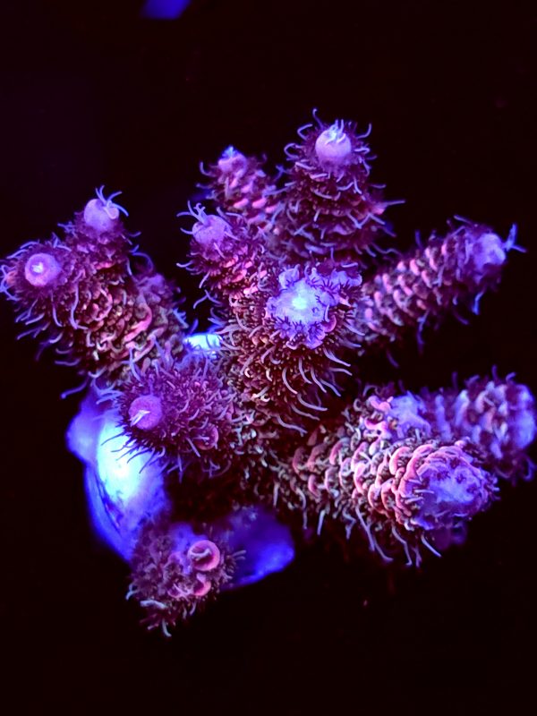 SBB "Double Rainbow" Acro Large Multibranch