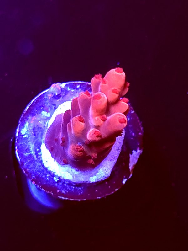 SBB "Outer Core" Acro Small