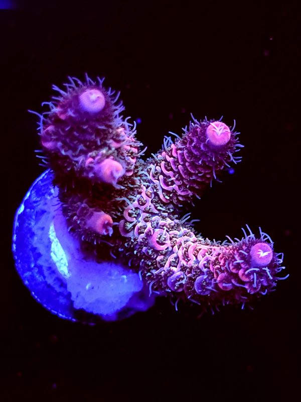 SBB "Double Rainbow" Acro Medium 3 Branches