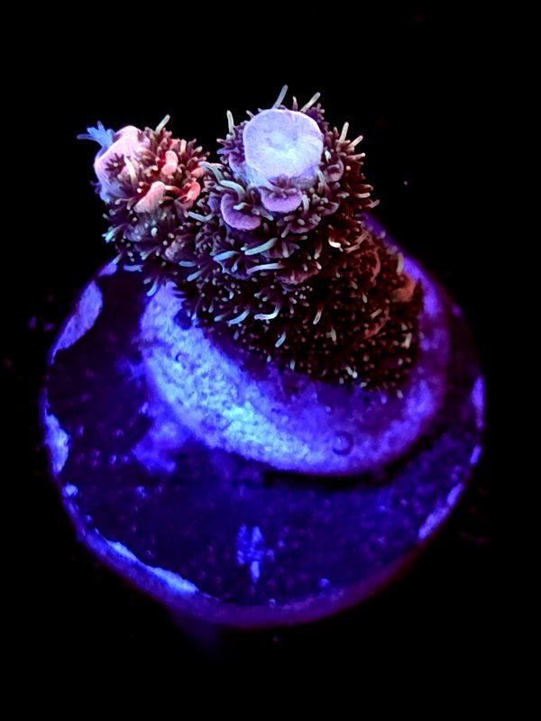 SBB "Orange Blast" Acro Booger