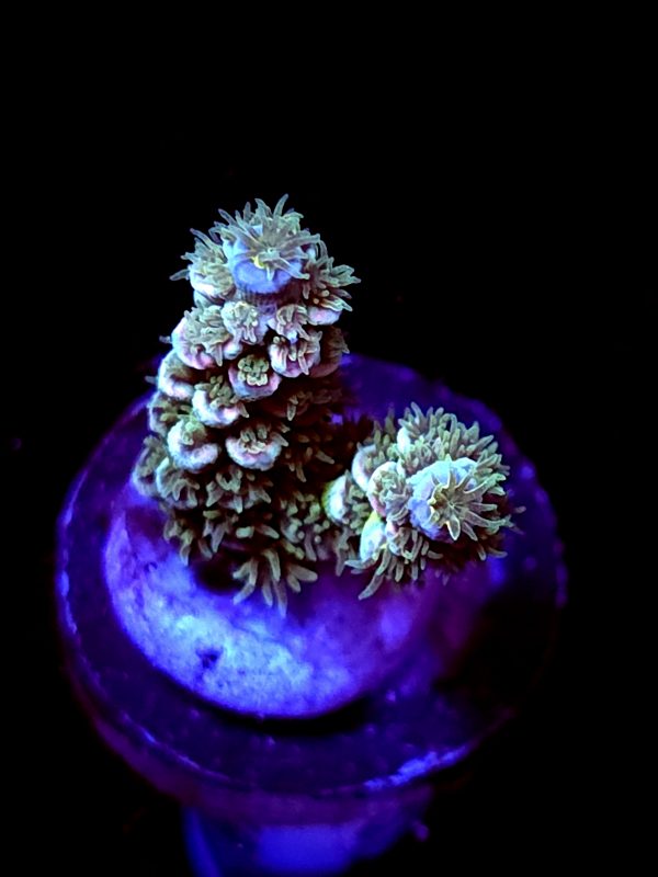 SBB "Bugs Bunny" Acro Tiny 2 Branches
