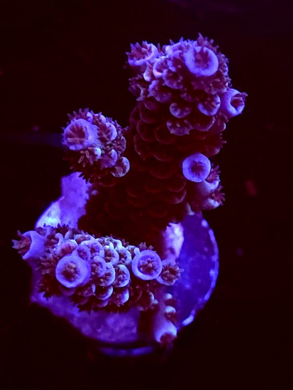 SBB "Fizzy Pop" Acro Large 2 Branches