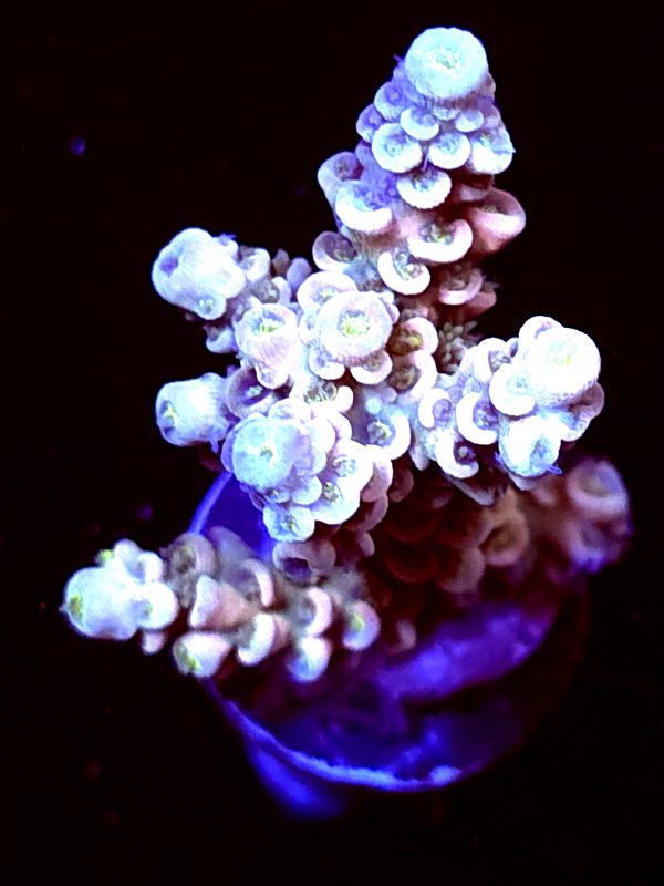 SBB "Cosmic Candy" Acro Medium