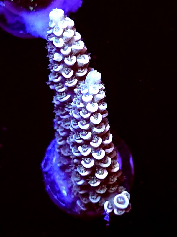 SBB "Cosmic Candy" Acro Large 2 Branches