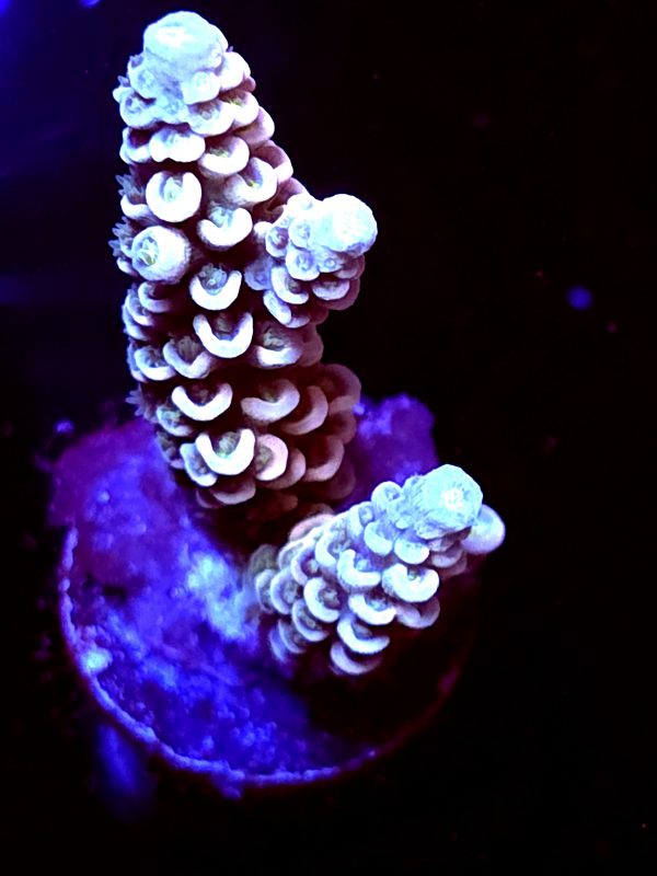 SBB "Cosmic Candy" Acro Medium 2 Branches