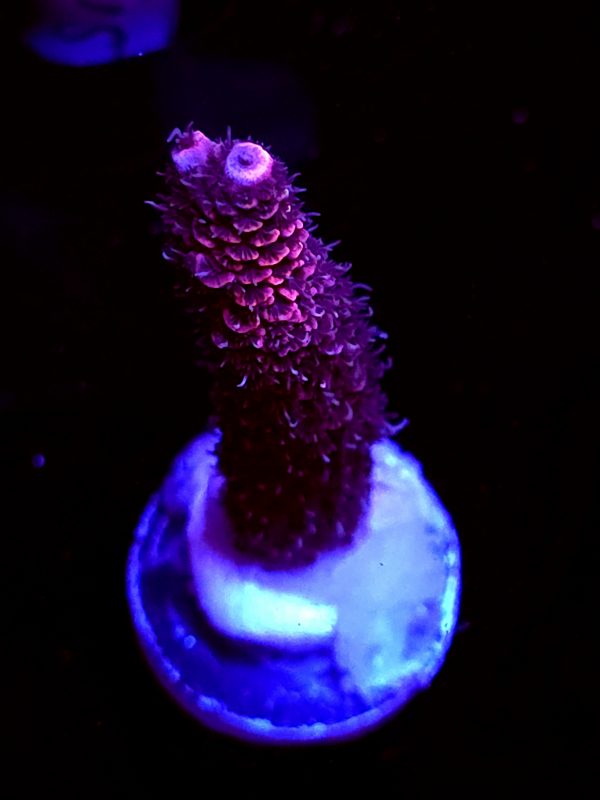 SBB "Molten Mango" Acro Large Branch