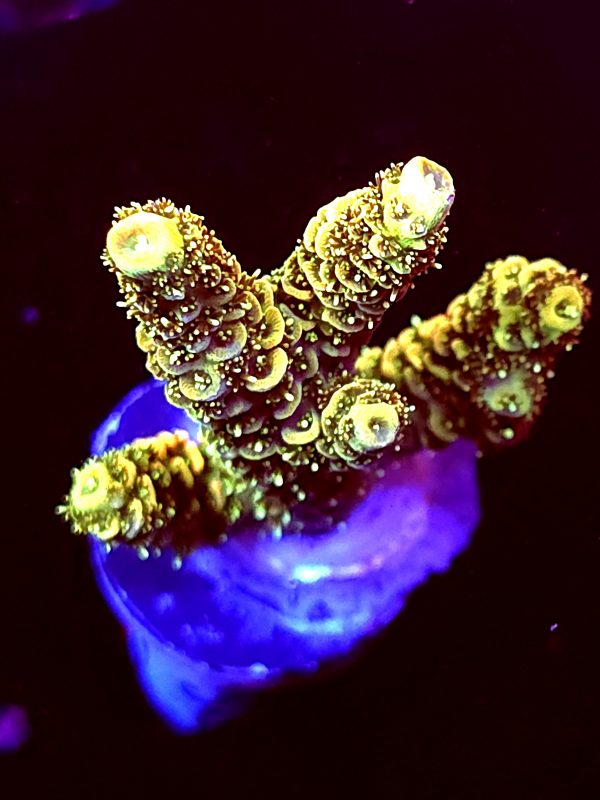 SBB "Orange Blast" Acro Large Multibranch