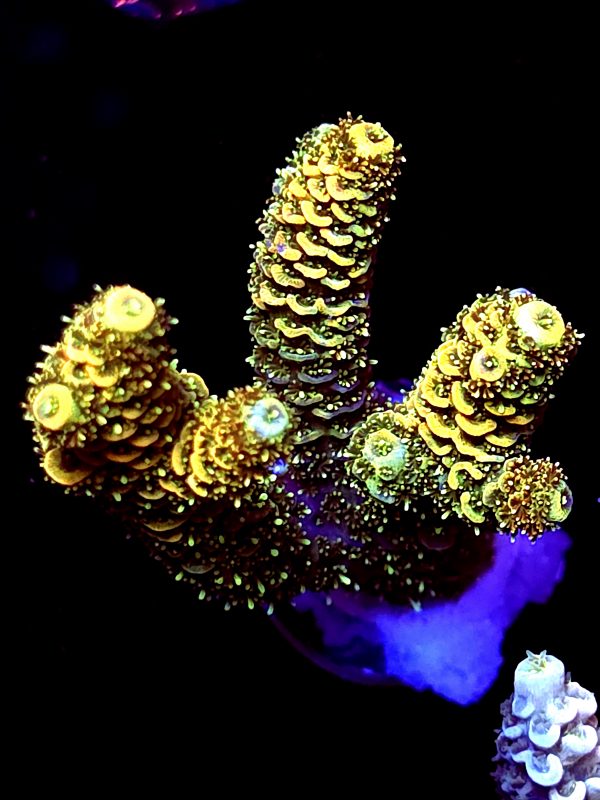 SBB "Mytery Signature" Acro Large Multibranch
