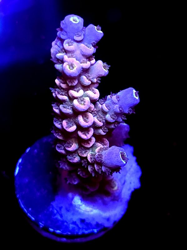 SBB "Candy Twist" Acro Medium Branch