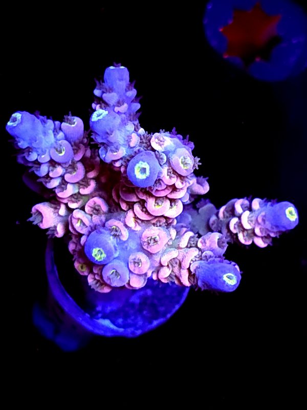 SBB "Candy Twist" Acro Chunky Multibranch